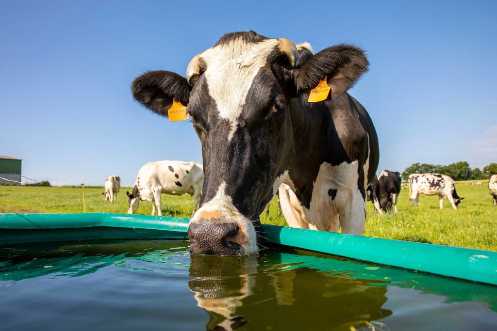Heatwave Threat Climate Change Slashing Dairy Yields