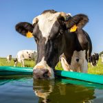 Heatwave Threat Climate Change Slashing Dairy Yields