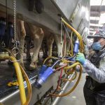 Immigration Crackdown Threatens US Dairy's Bird Flu Fight