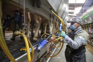 Immigration Crackdown Threatens US Dairy's Bird Flu Fight