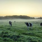 Immigration Fears Rock Dairy Vermont Farms on Edge