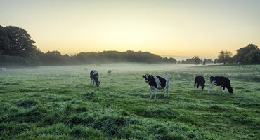 Immigration Fears Rock Dairy Vermont Farms on Edge