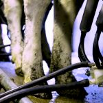 Irish Dairy Fury Nitrates Rules Threaten Farm Future