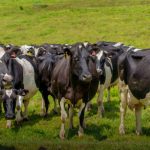 M. Bovis Payouts Conclude A Win for New Zealand Farmers