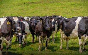 M. Bovis Payouts Conclude A Win for New Zealand Farmers