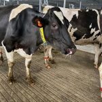 Michigan Dairy Cattle Get $75M High-Tech Home