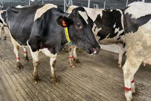 Michigan Dairy Cattle Get $75M High-Tech Home
