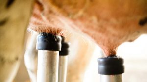 Milk Futures Crash US Production Overwhelms Market