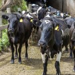 Milk Price Wars Farmers Demand $10 kgMS or Walk