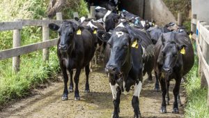 Milk Price Wars Farmers Demand $10 kgMS or Walk