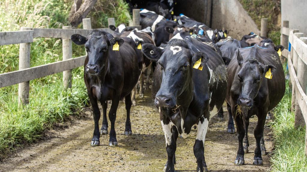 Milk Price Wars Farmers Demand $10 kgMS or Walk
