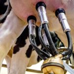 Milking Speed Revolution Boost Profits, Cut Labor