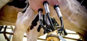 Milking Speed Revolution Boost Profits, Cut Labor