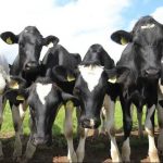 NI Dairy Soars Record Growth, But Can Processors Cope