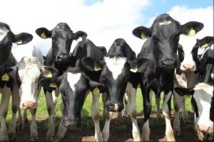NI Dairy Soars Record Growth, But Can Processors Cope