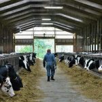 NY Farmers Face Unprecedented Labor Crisis Fear Grips Workforce