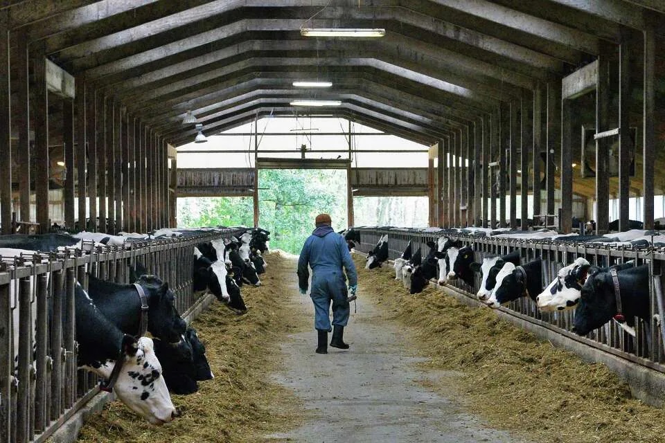 NY Farmers Face Unprecedented Labor Crisis Fear Grips Workforce