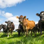 NZ Dairy Soars A Record-Breaking Season Closes