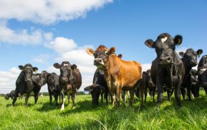 NZ Dairy Soars A Record-Breaking Season Closes