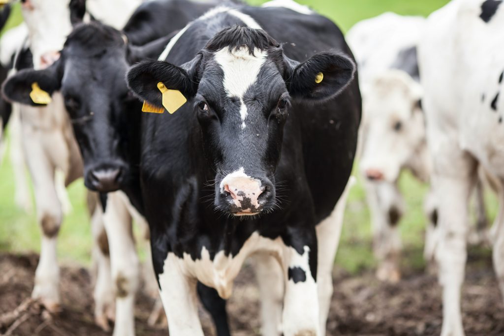 NZ Dairy Soars Bumper Year & Strong Outlook Ahead