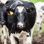 NZ Dairy Soars Bumper Year & Strong Outlook Ahead