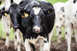 NZ Dairy Soars Bumper Year & Strong Outlook Ahead