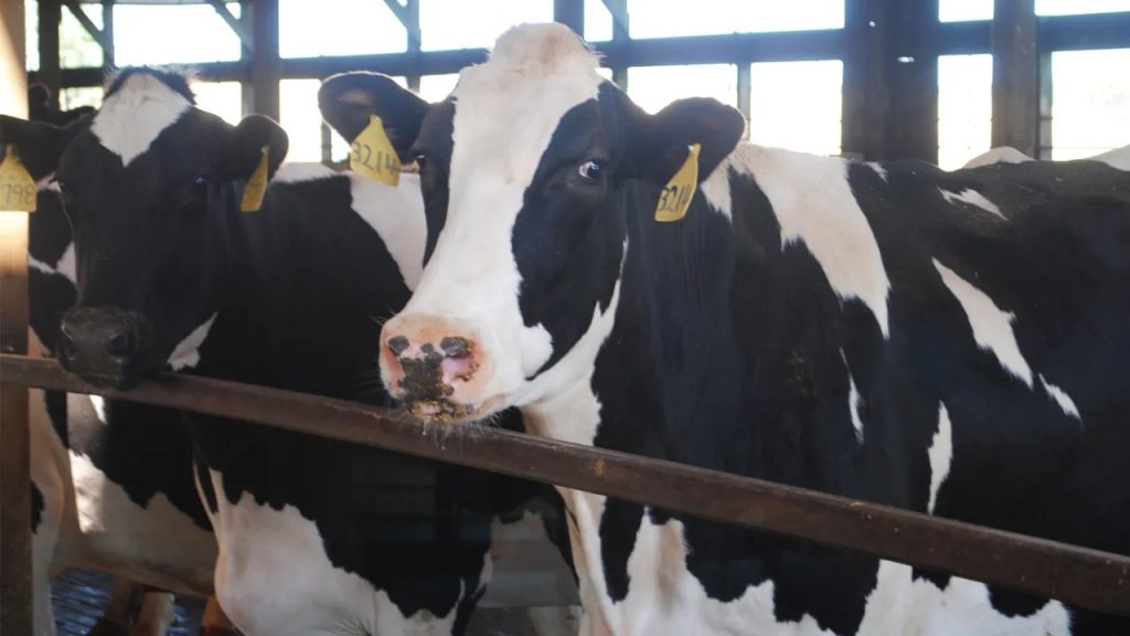 Nebraska Dairy Breaks Ground on $165M Processing Plant