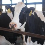 Nebraska Dairy Breaks Ground on $165M Processing Plant