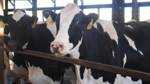 Nebraska Dairy Breaks Ground on $165M Processing Plant