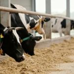 Organic Dairy Gets a Boost New Grants Unleashed