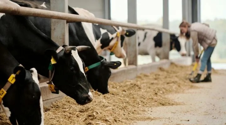 Organic Dairy Gets a Boost New Grants Unleashed