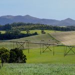 Prime Dairy Hits Major Milestone 10,000 Cows & Soaring Output