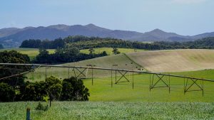Prime Dairy Hits Major Milestone 10,000 Cows & Soaring Output