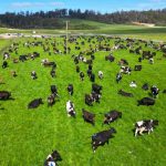 Prime Dairy Surpasses 10,000 Cows in Australia