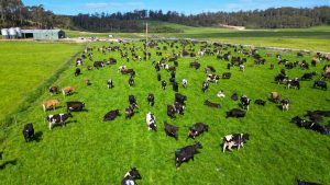 Prime Dairy Surpasses 10,000 Cows in Australia
