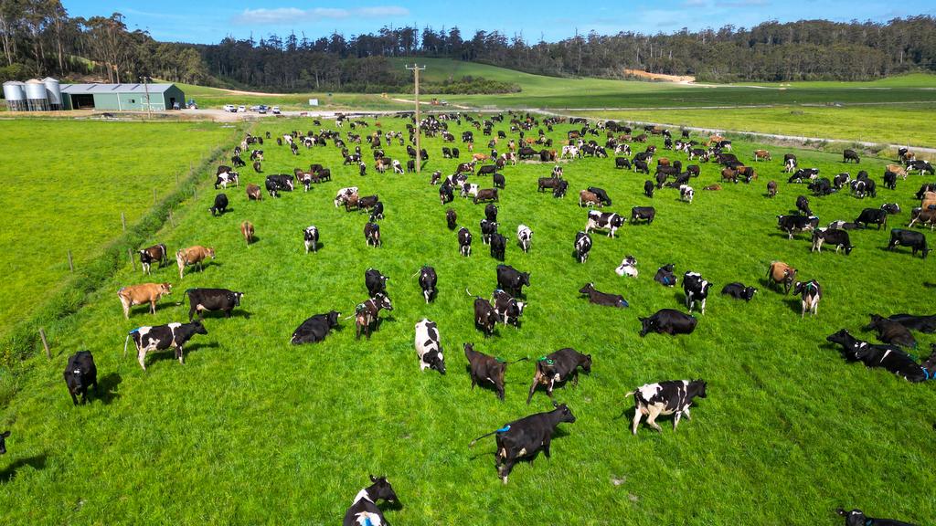 Prime Dairy Surpasses 10,000 Cows in Australia