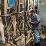 Raw Milk Revolution UV Light Tech Approved for Dairy