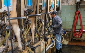 Raw Milk Revolution UV Light Tech Approved for Dairy