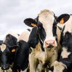 Salmonella's Hidden Cost Danish Study Reveals Dairy Farm Losses