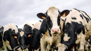 Salmonella's Hidden Cost Danish Study Reveals Dairy Farm Losses