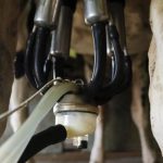 Shape Dairy's Future Join Australia's Sustainability Drive
