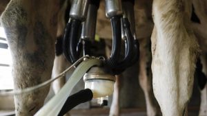 Shape Dairy's Future Join Australia's Sustainability Drive