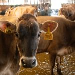 Smart Dairy Free Tool Revolutionizes Farm Decisions