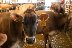Smart Dairy Free Tool Revolutionizes Farm Decisions