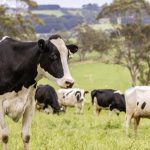 Trans-Tasman Dairy Shift Kiwi Triumph, Aussie Struggles
