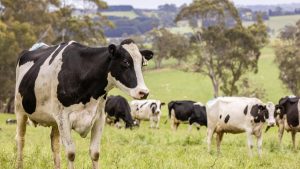 Trans-Tasman Dairy Shift Kiwi Triumph, Aussie Struggles
