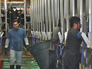 Trump Proposes Farmworker Permits Amid US Dairy Labor Crisis