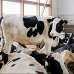 Trump Reignites Dairy War Canada's Supply Management Under Fire