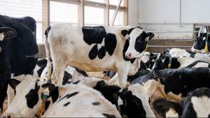 Trump Reignites Dairy War Canada's Supply Management Under Fire