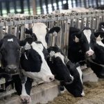 Trump's Immigration Stance Sparks Fear on US Farms